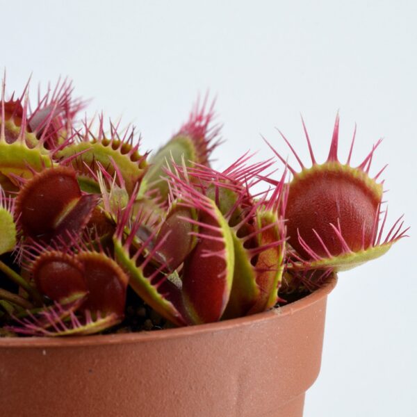 Dionaea muscipula Cross Teeth