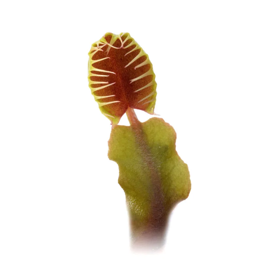 Dionaea muscipula "Cup Trap Crossed"