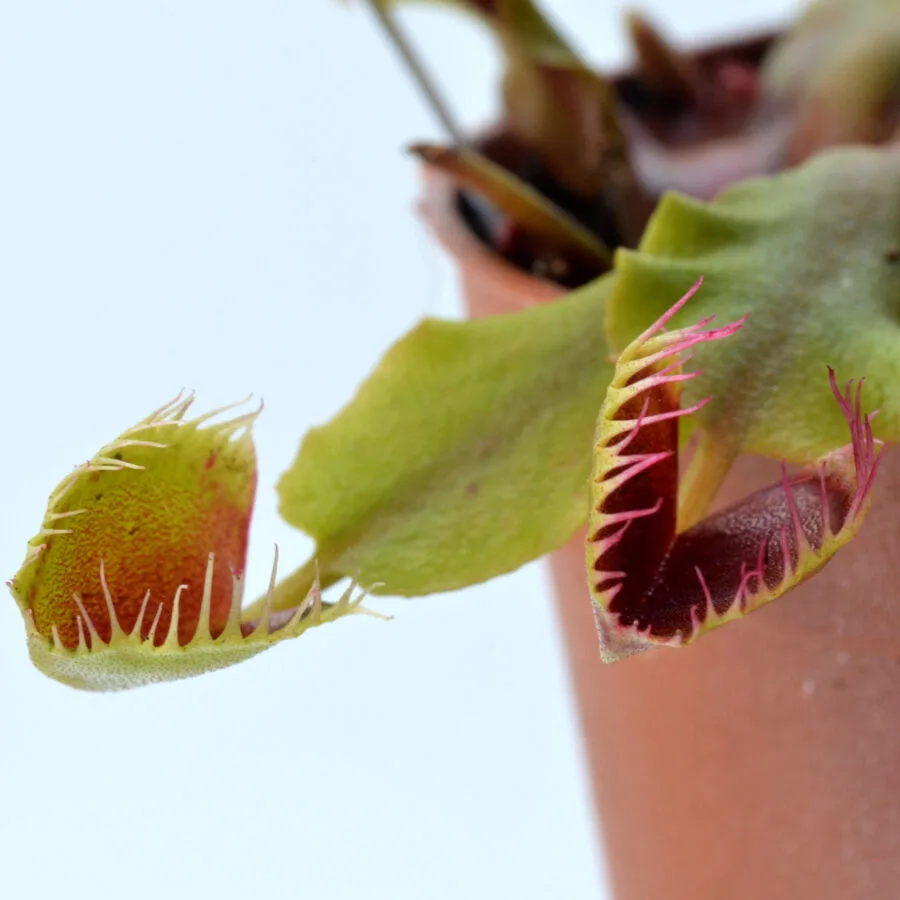 Dionaea muscipula "Cup Trap Crossed"