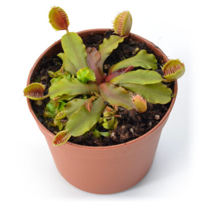 Dionaea muscipula Cup Trap Crossed 
