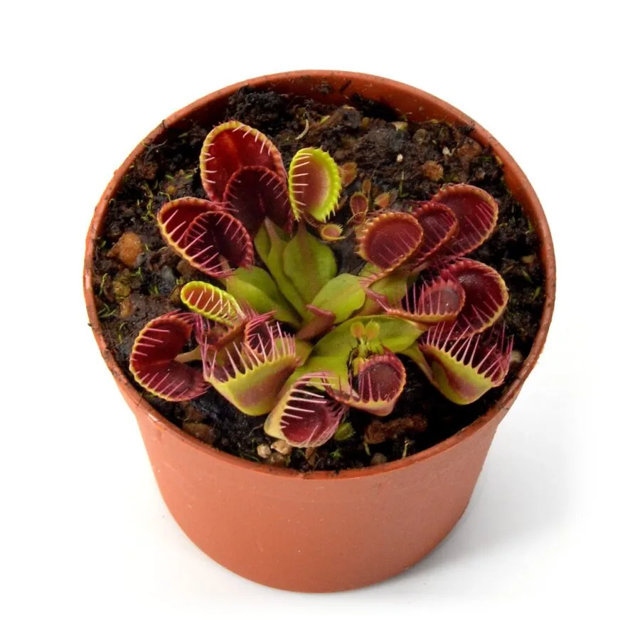 Dionaea muscipula Cupped Trap