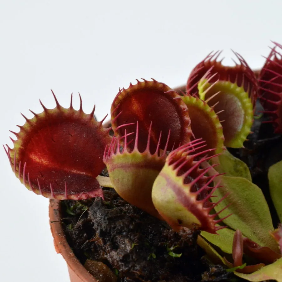 Dionaea muscipula Cupped Trap