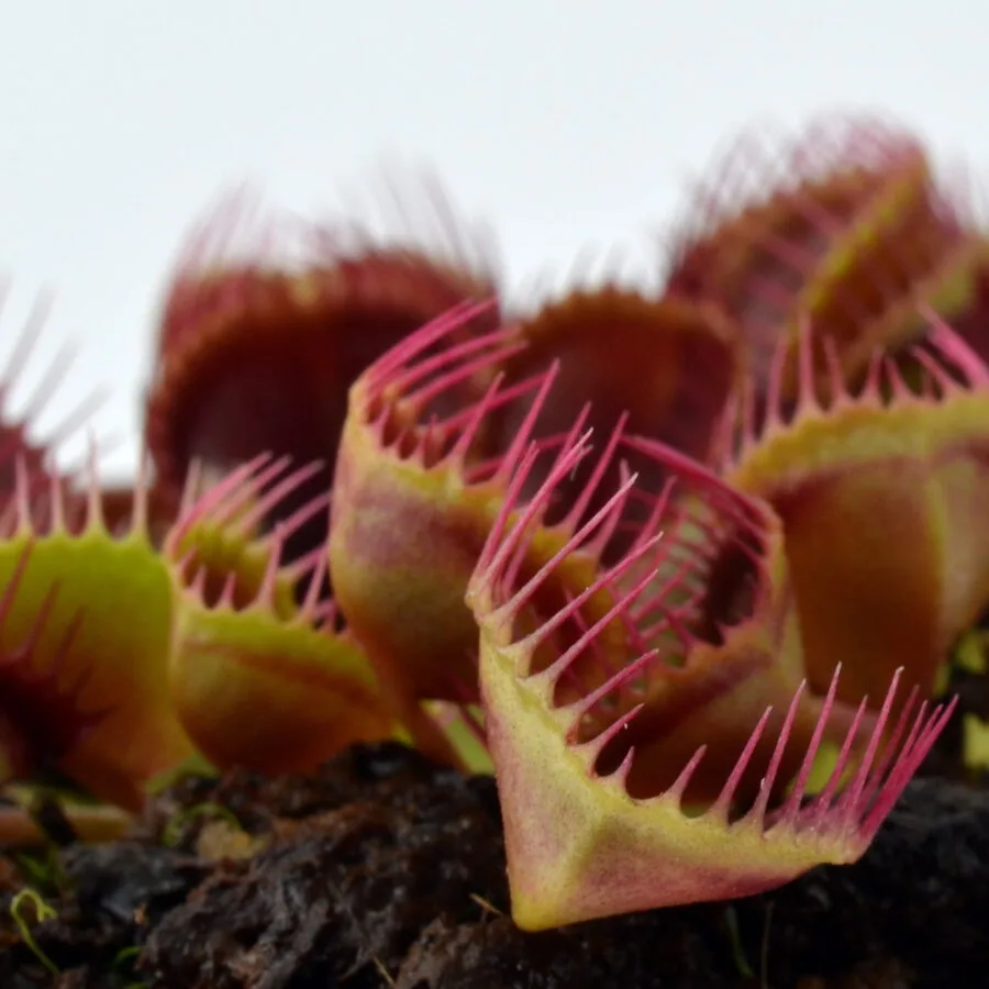 Dionaea muscipula Cupped Trap