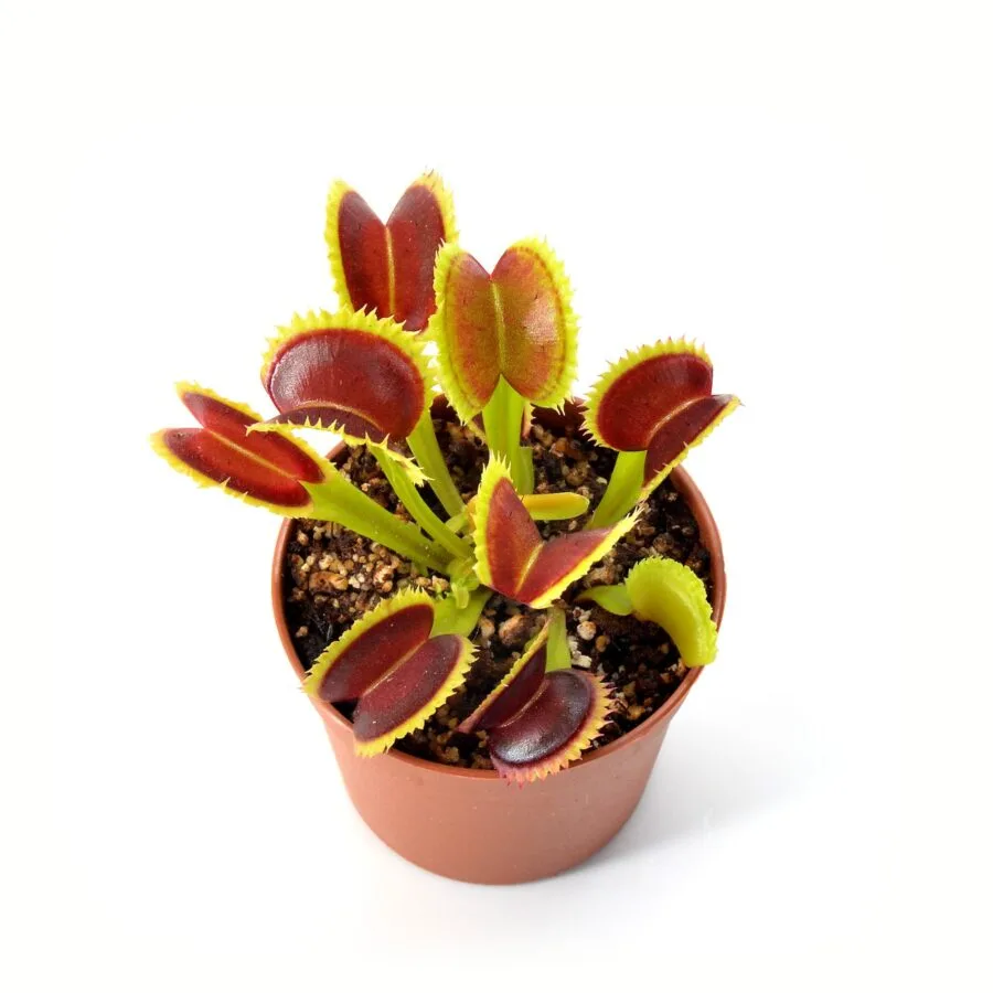Dionaea muscipula "DC XL x Up Giant 1