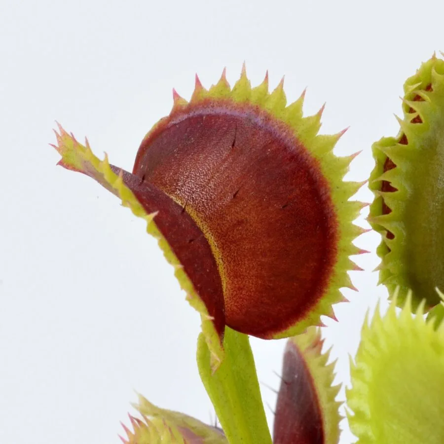 Dionaea muscipula DC XL x Up Giant #1 - immagine 2