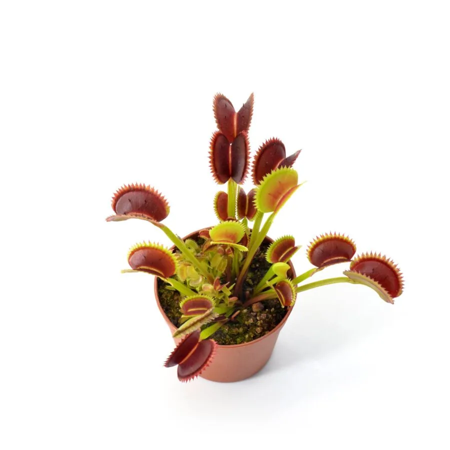 Dionaea muscipula DC XL x Up Giant #2