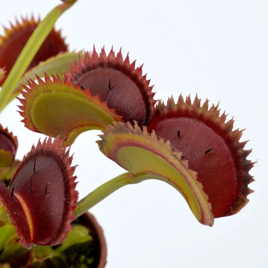 Dionaea muscipula DC XL x Up Giant #2