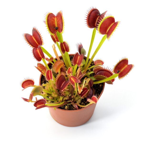 Dionaea muscipula DC XL x Up Giant #9
