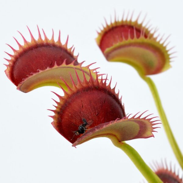 Dionaea muscipula DC XL x Up Giant #9