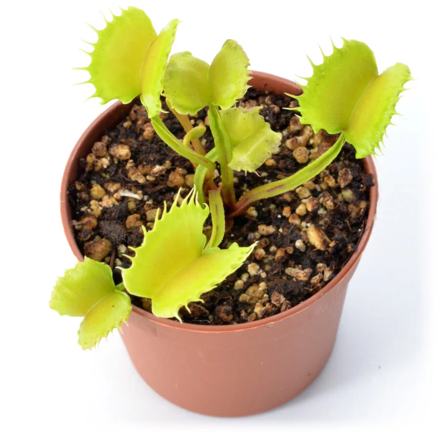 Dionaea muscipula "Dagon"