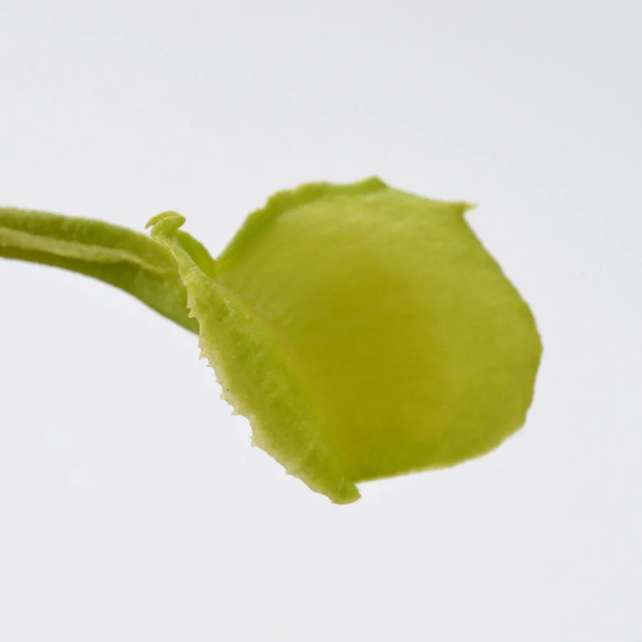 Dionaea muscipula "Dagon"