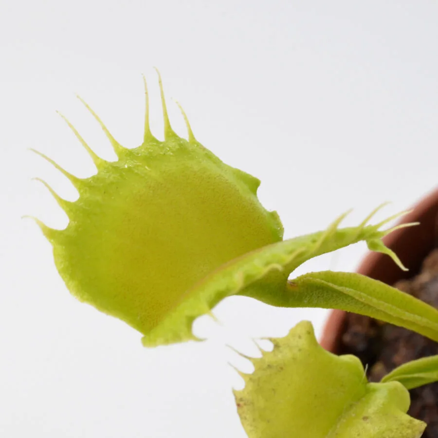 Dionaea muscipula "Dagon"