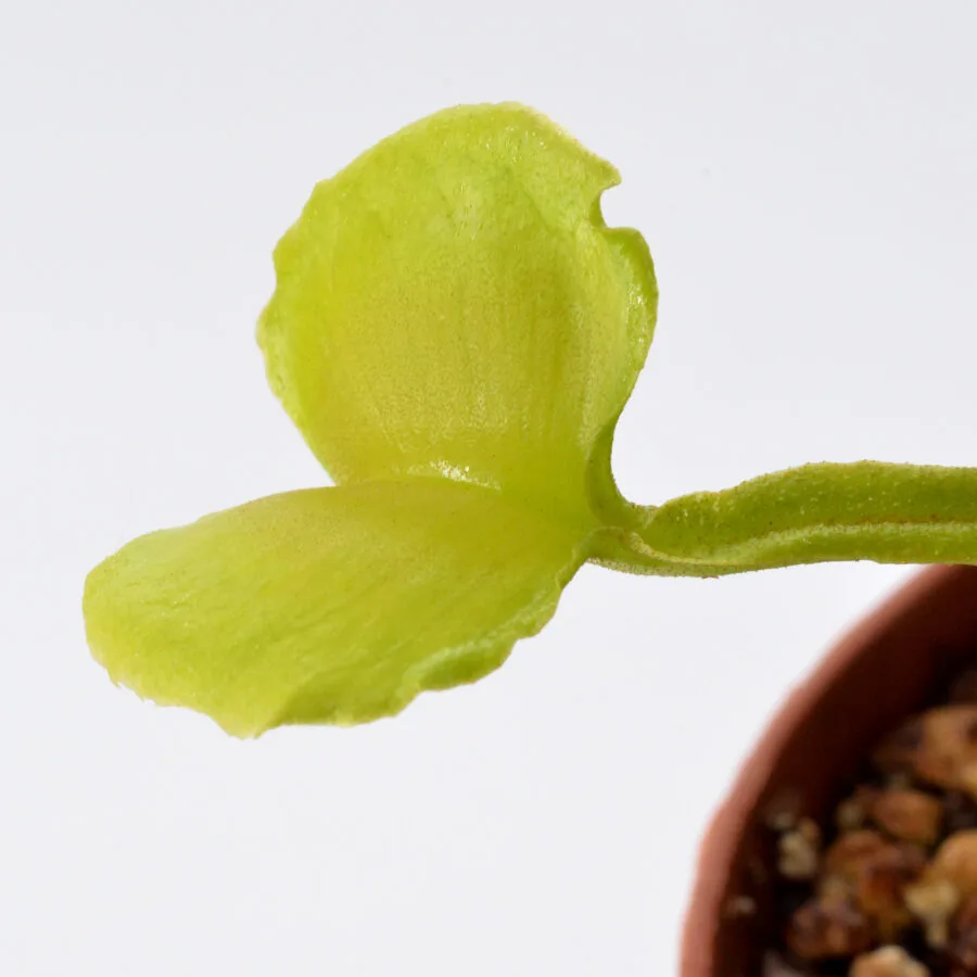 Dionaea muscipula "Dagon"
