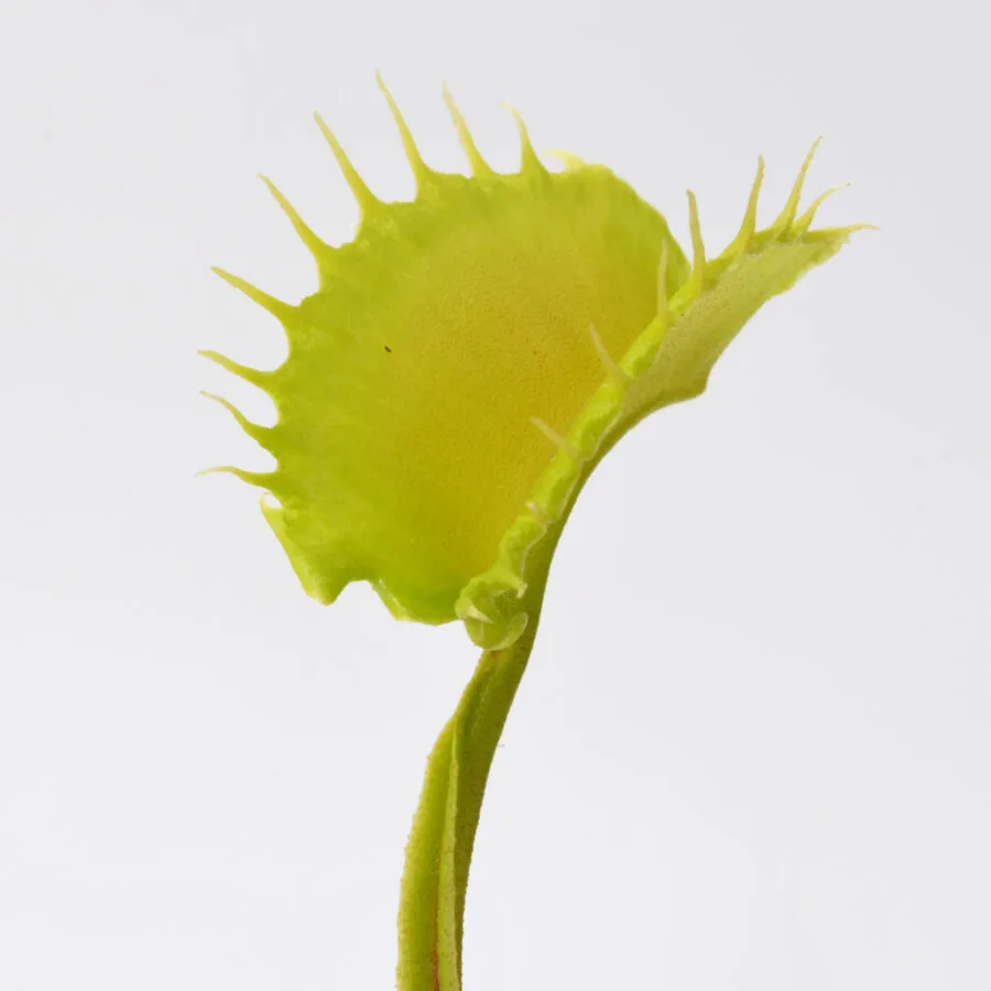 Dionaea muscipula "Dagon"