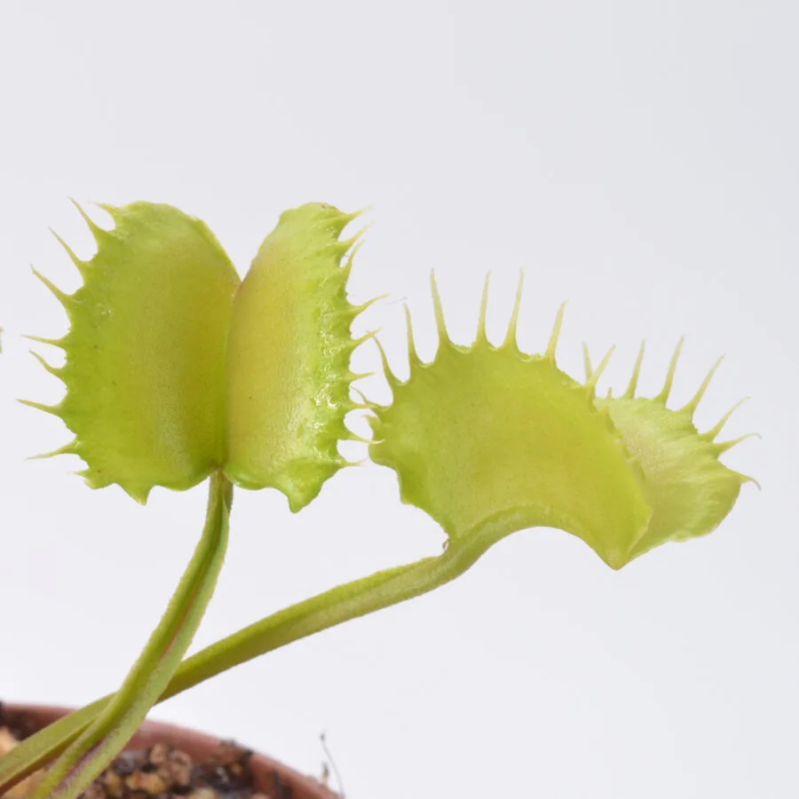 Dionaea muscipula "Dagon"