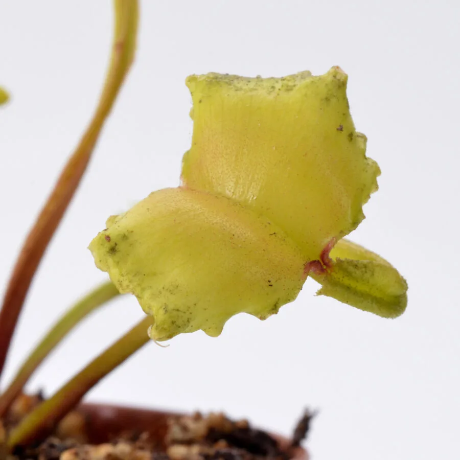 Dionaea muscipula "Dagon"