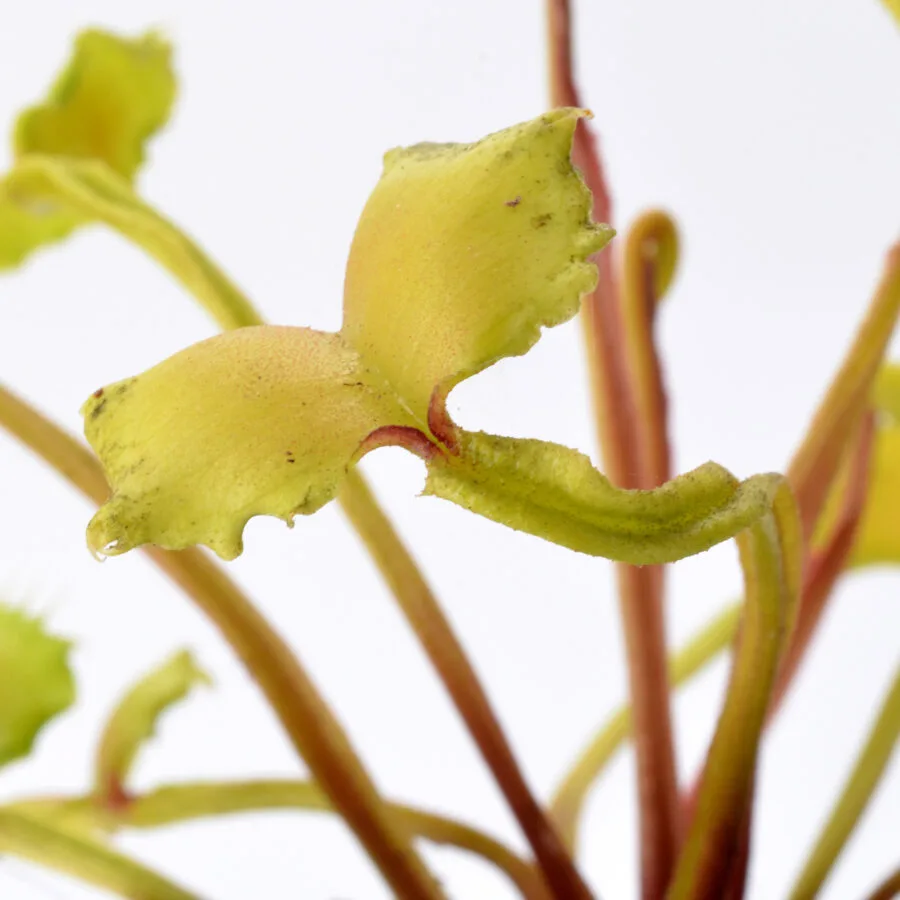 Dionaea muscipula "Dagon"