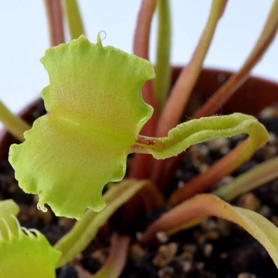 Dionaea muscipula "Dagon"