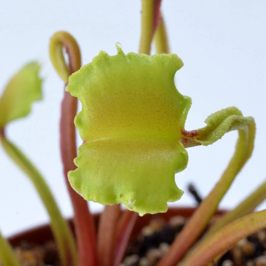 Dionaea muscipula "Dagon"