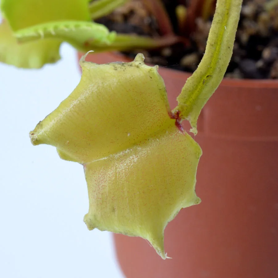 Dionaea muscipula "Dagon"