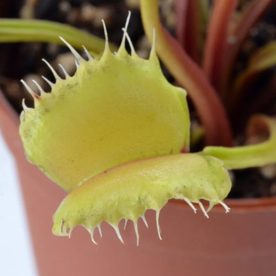 Dionaea muscipula "Dagon"
