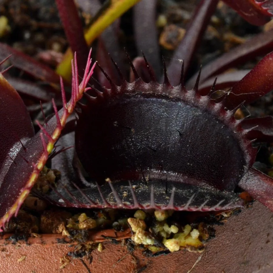 Dionaea muscipula "Dark Knight"