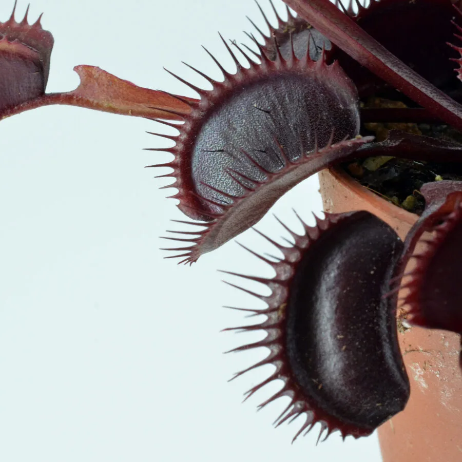 Dionaea muscipula "Dark Knight"