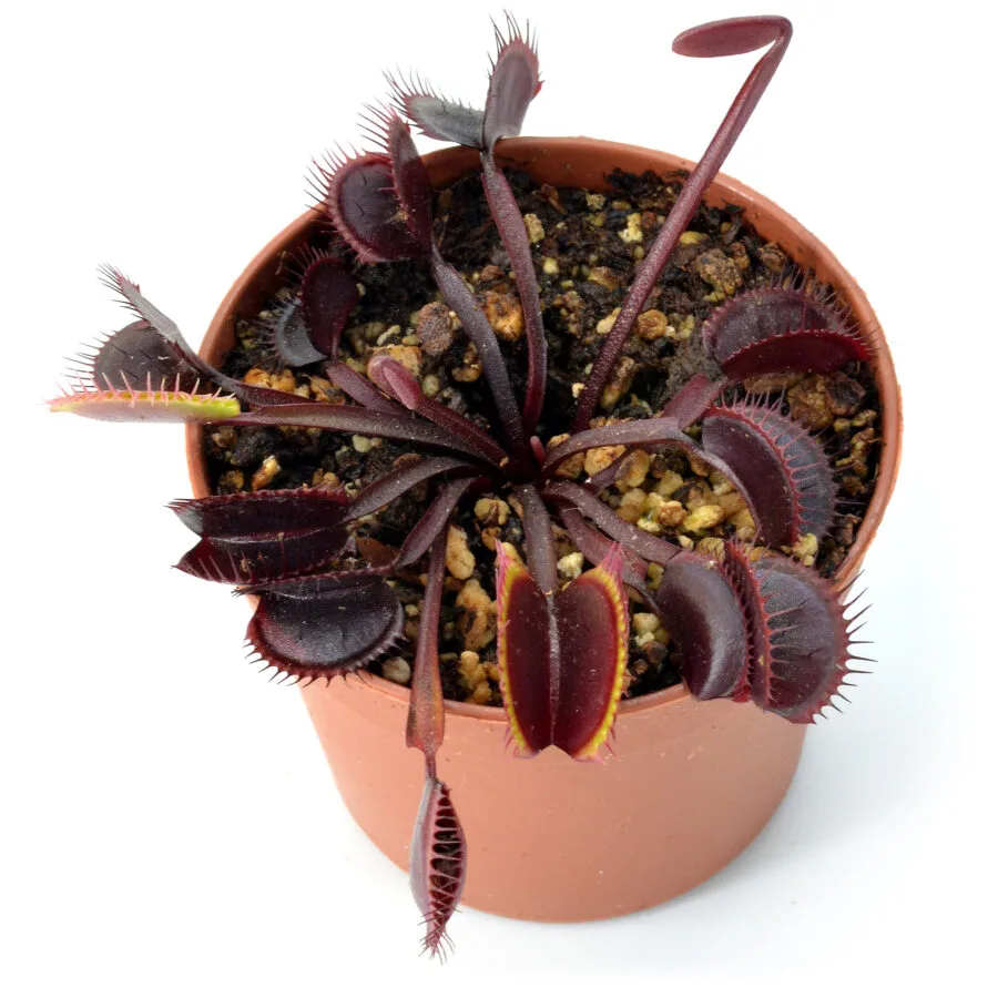 Dionaea muscipula "Dark Knight"