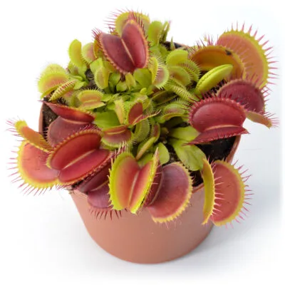 Dionaea muscipula "Dense"