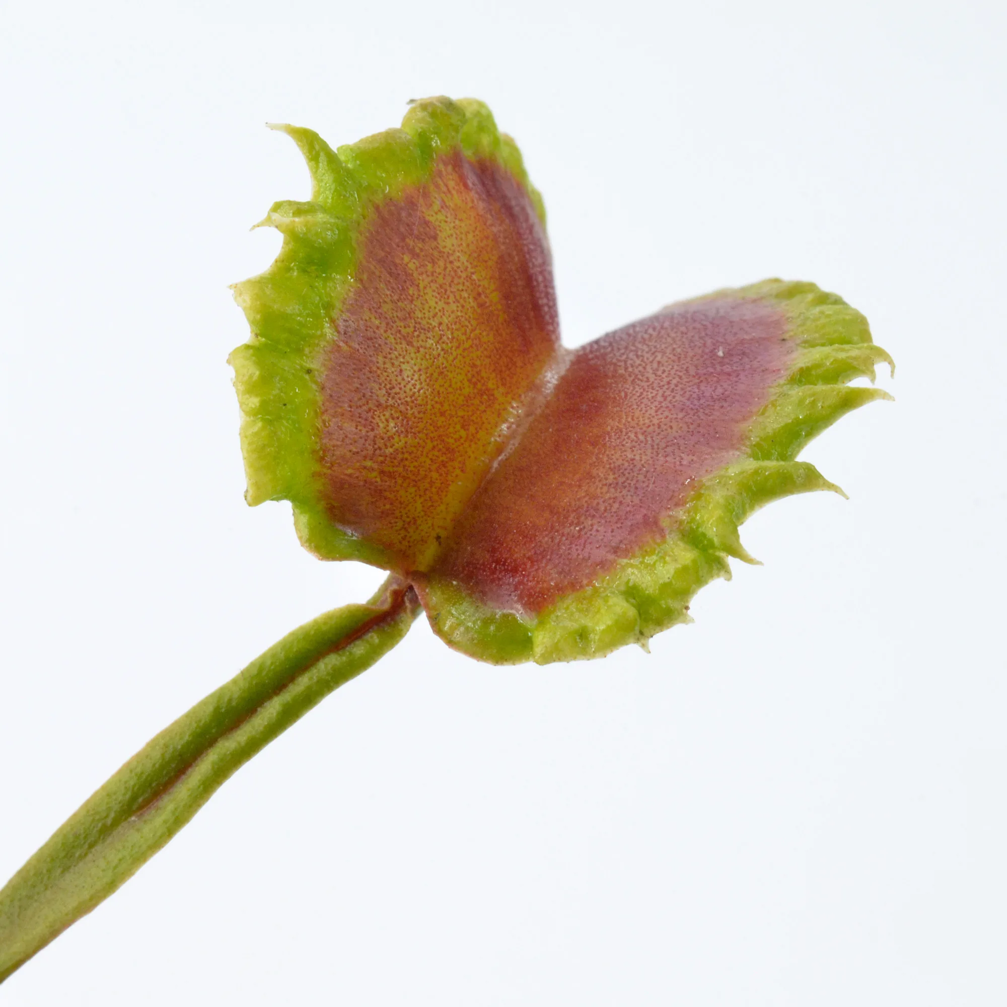Dionaea muscipula "Diabolic Horns" – Image 4