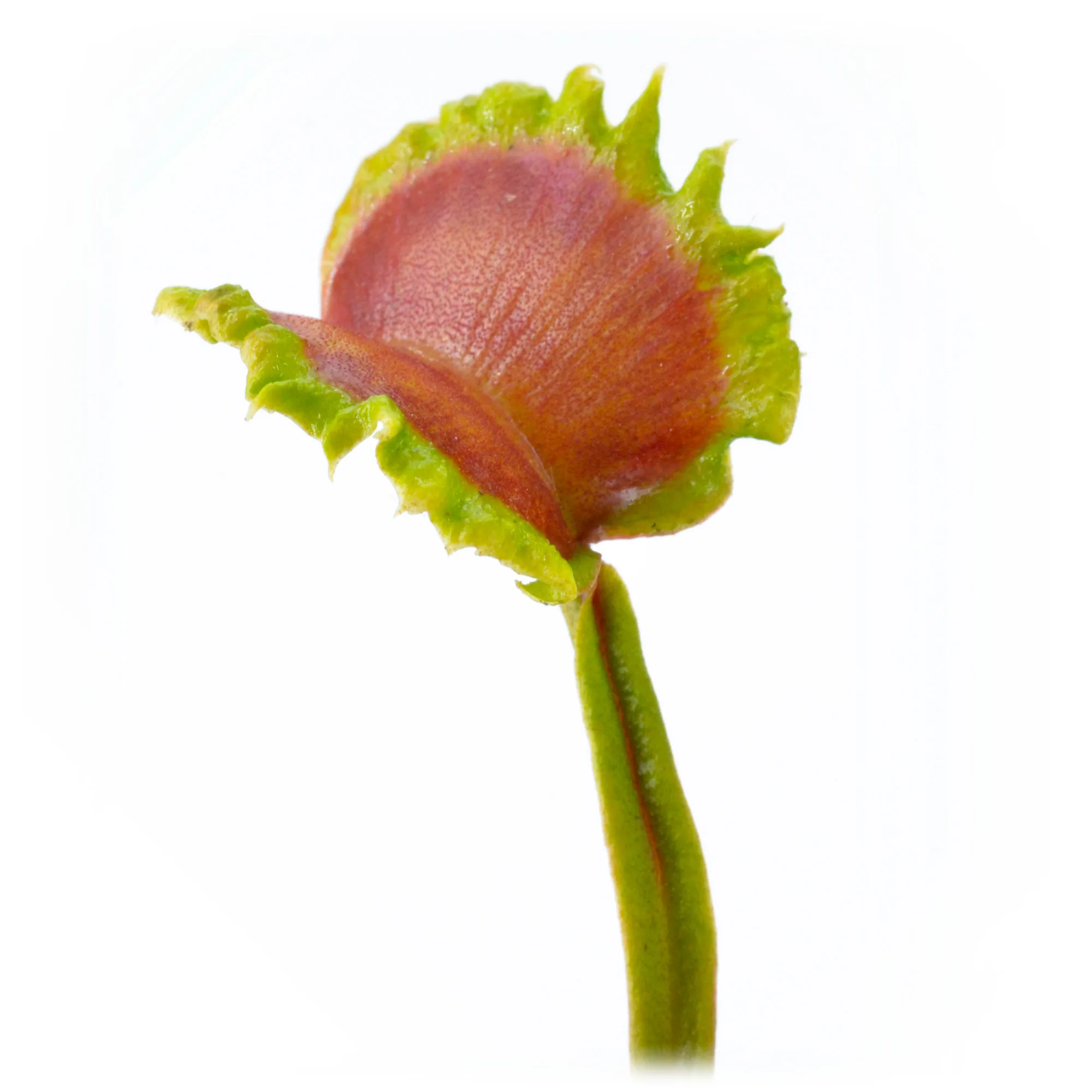 Dionaea muscipula "Diabolic Horns" – Image 2