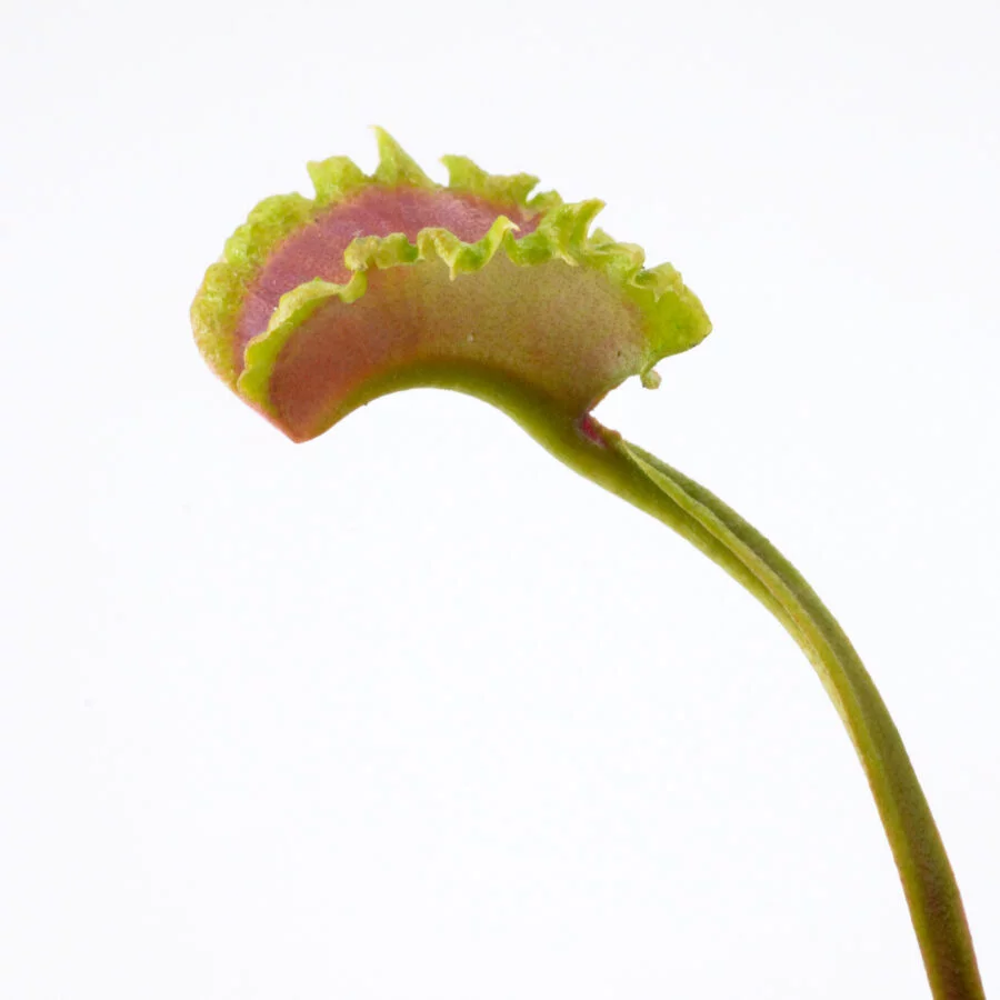 Dionaea "Diabolic Horns"