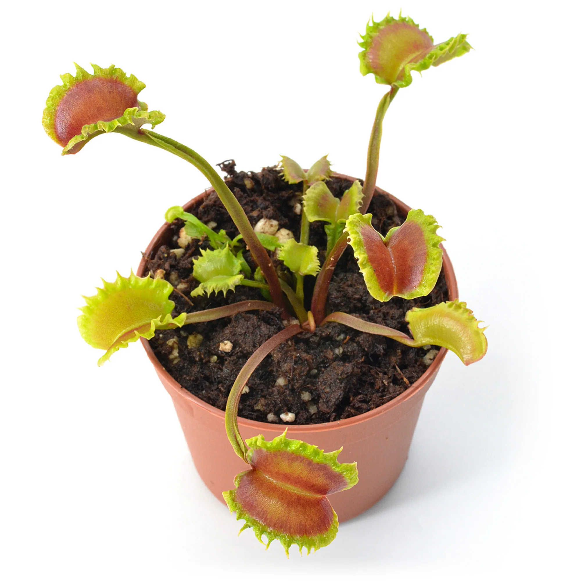 Dionaea muscipula "Diabolic Horns"