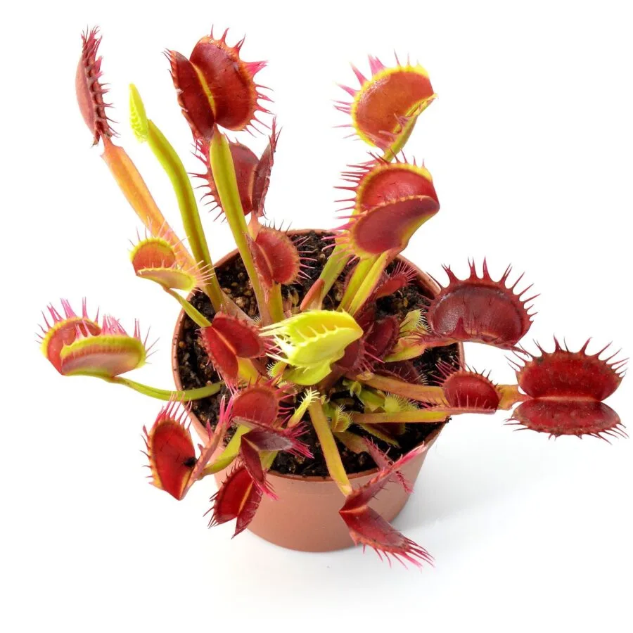 Dionaea muscipula Diflora Type Fused