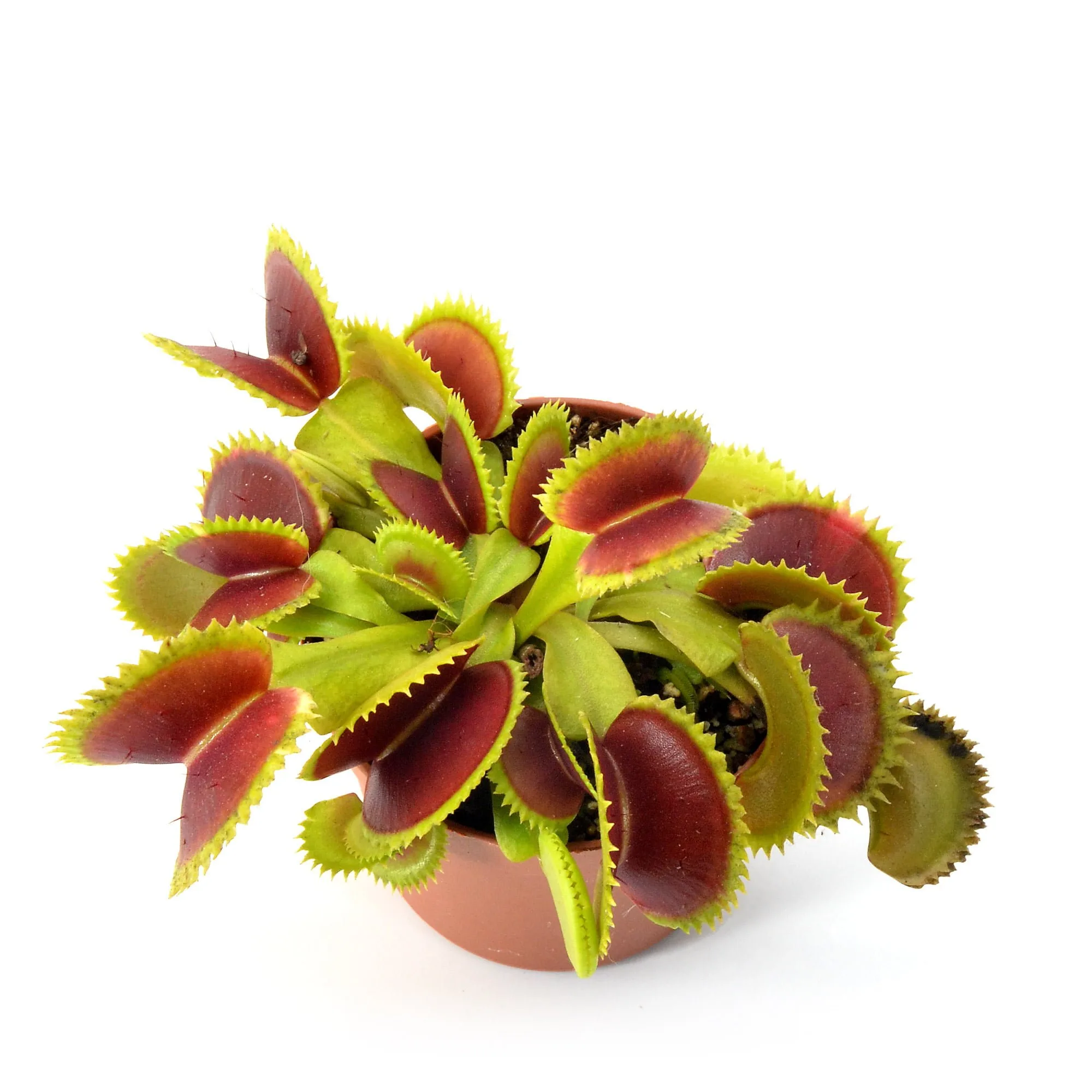 Dionaea muscipula Diflora Variegata Gialla