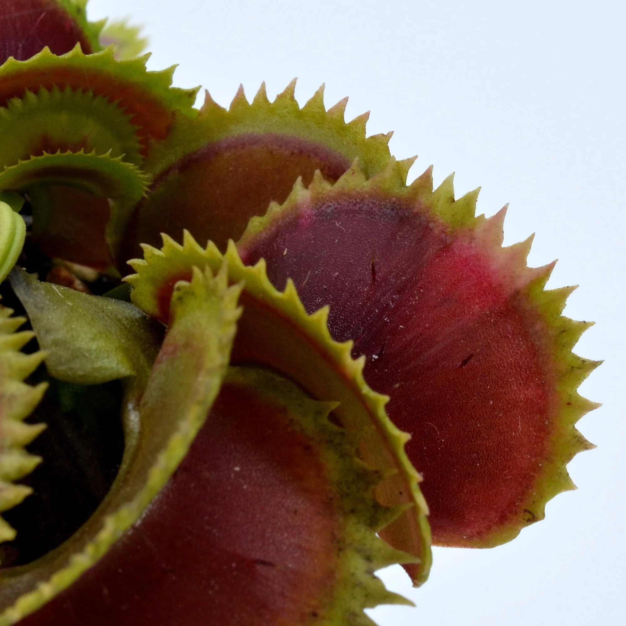 Dionaea muscipula Diflora Variegata Gialla