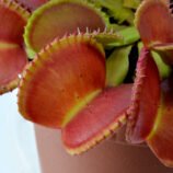 Dionaea muscipula Diflora Wizard