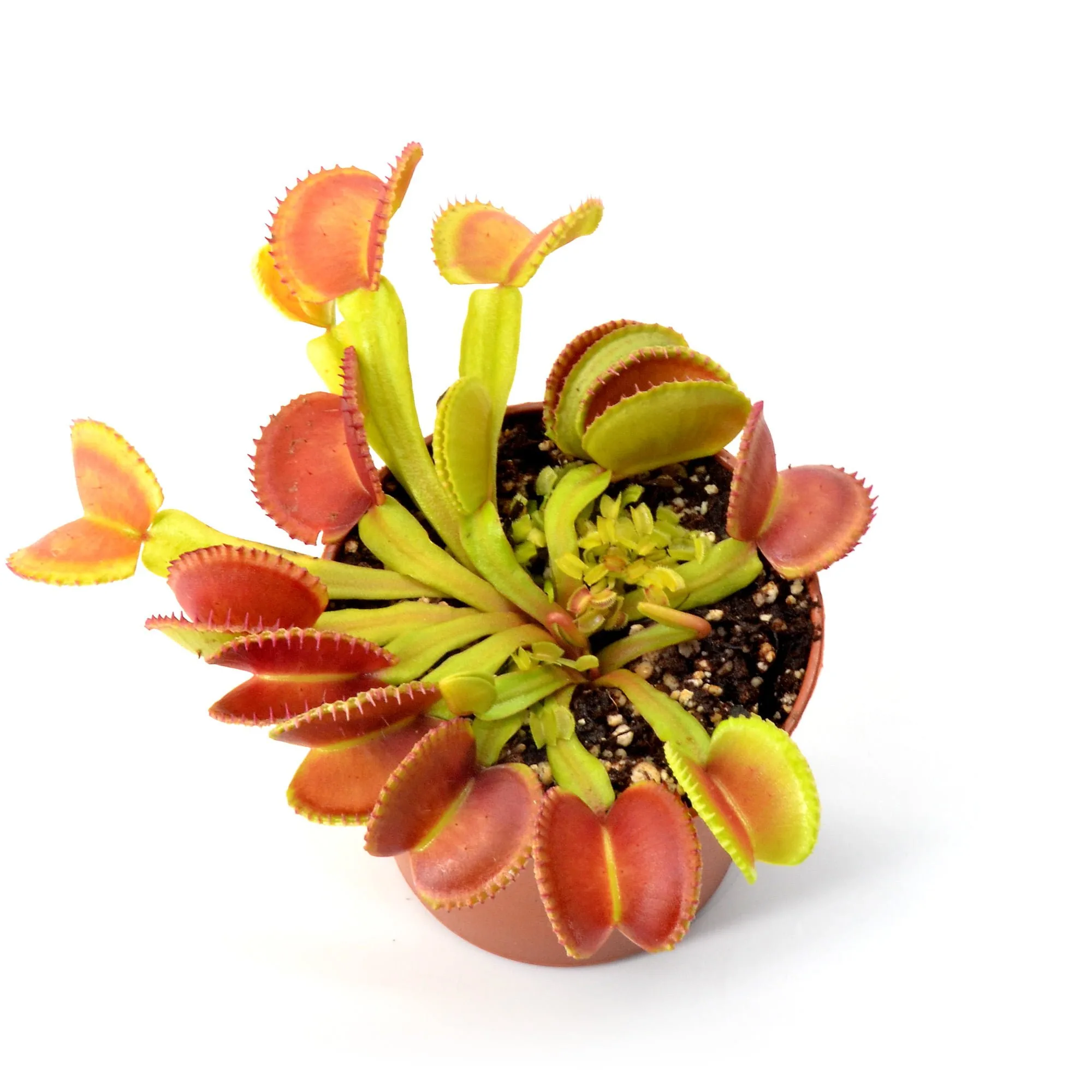 Dionaea muscipula Diflora Wizard