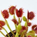 Dionaea muscipula Diflora Type Fused