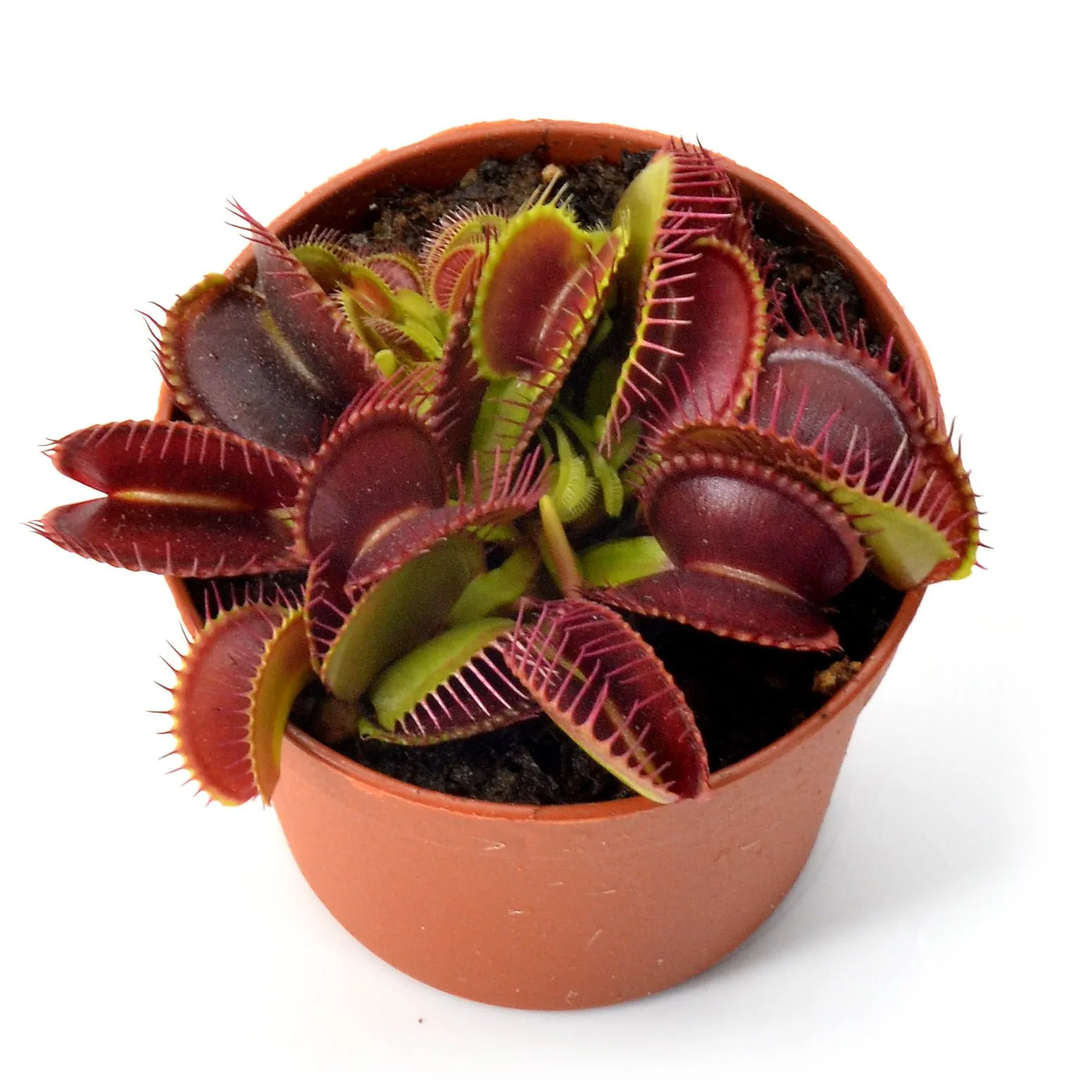 Dionaea muscipula “Dingley Giant"