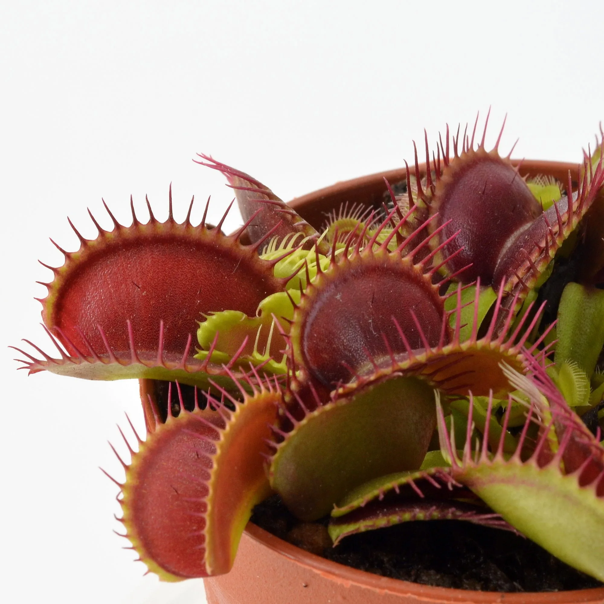 Dionaea muscipula Dingley Giant