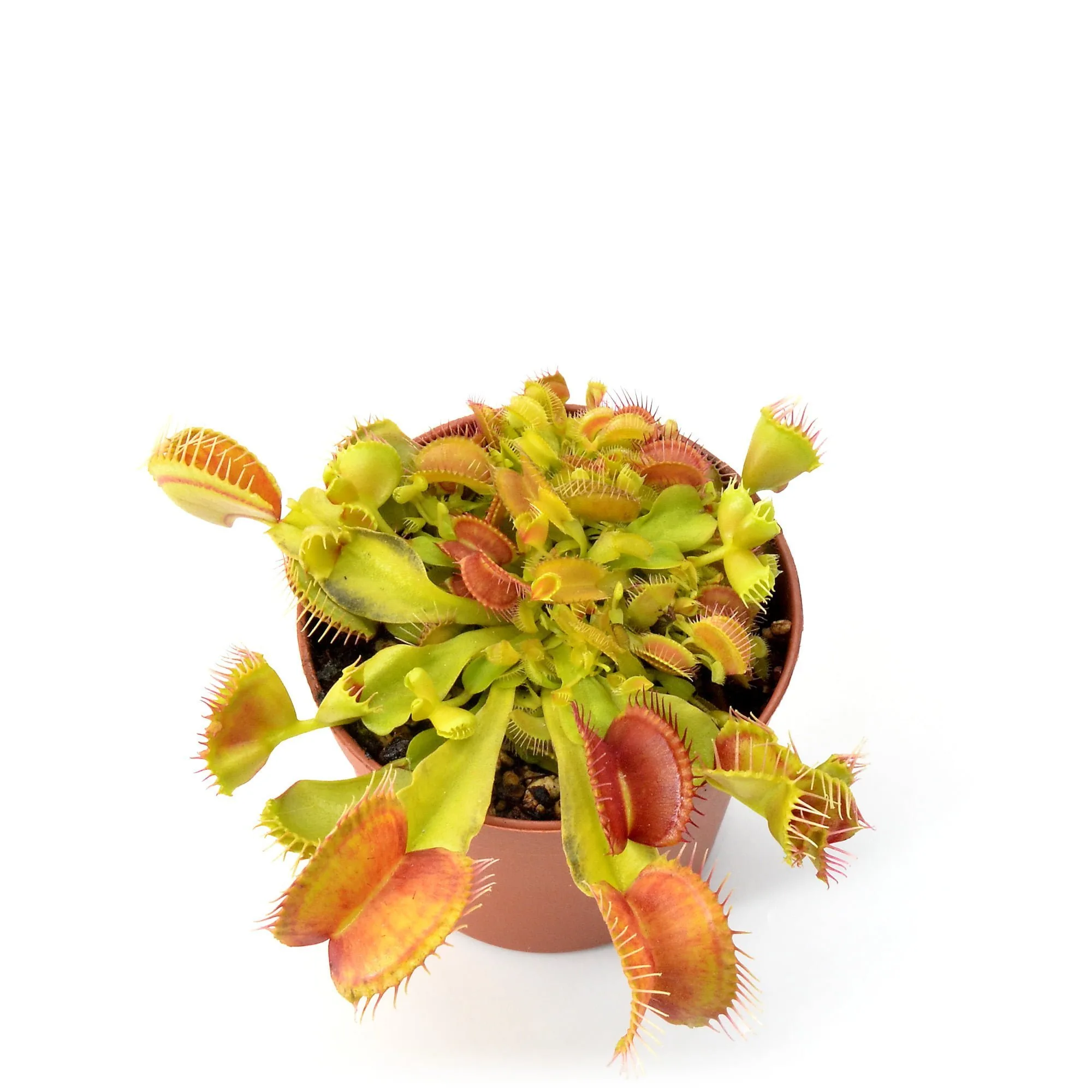 Dionaea muscipula Double Trouble