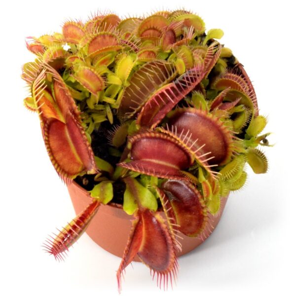 Dionaea muscipula Double Trouble O.P.-7