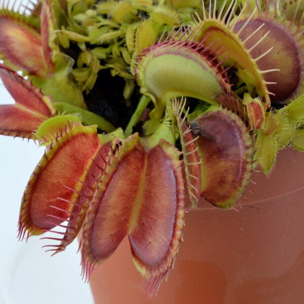Dionaea muscipula Double trouble 7