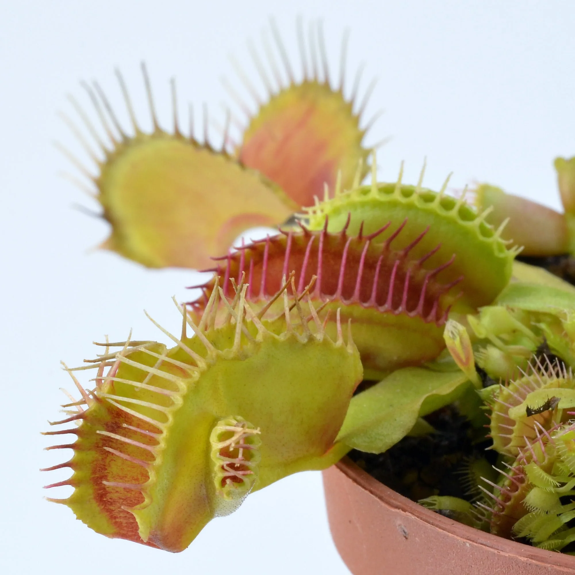 Dionaea muscipula Double trouble