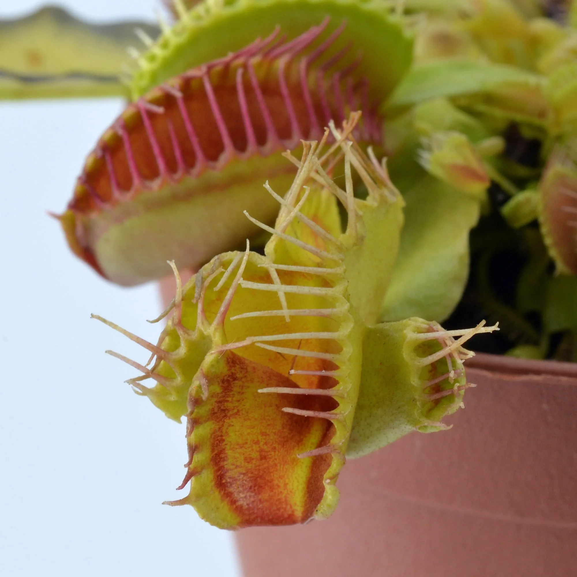Dionaea muscipula Double trouble