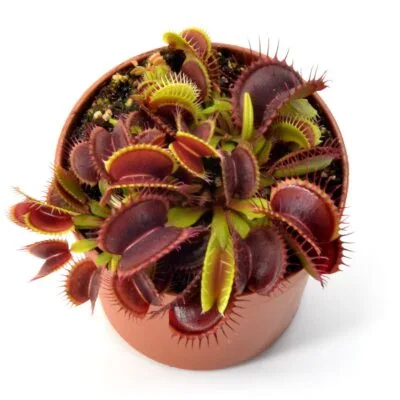 Dionaea muscipula Dracula x Purple Giant