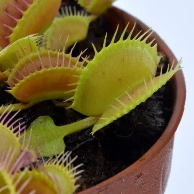 Dionaea muscipula Equobia