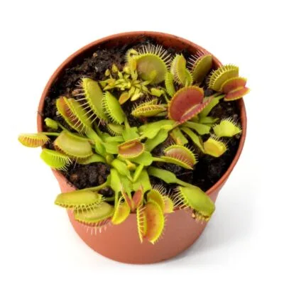 Dionaea muscipula Equobia