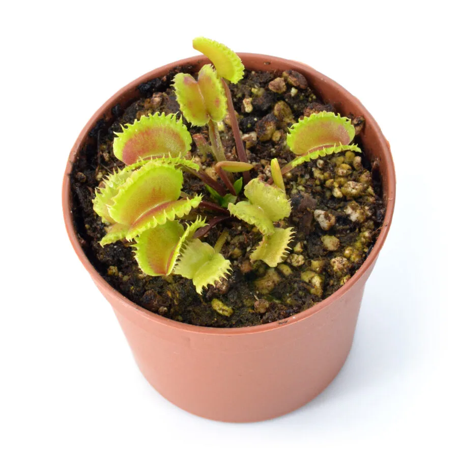 Dionaea muscipula " Eruption"